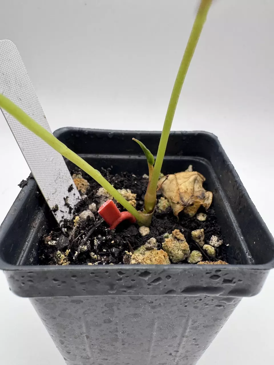 plant/Anthurium Red Crystal x Ace Velvet F2 0512-1