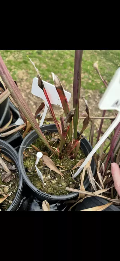 plant/S. ‘Wilkersons Red Rocket’ Large-0-thumbnail