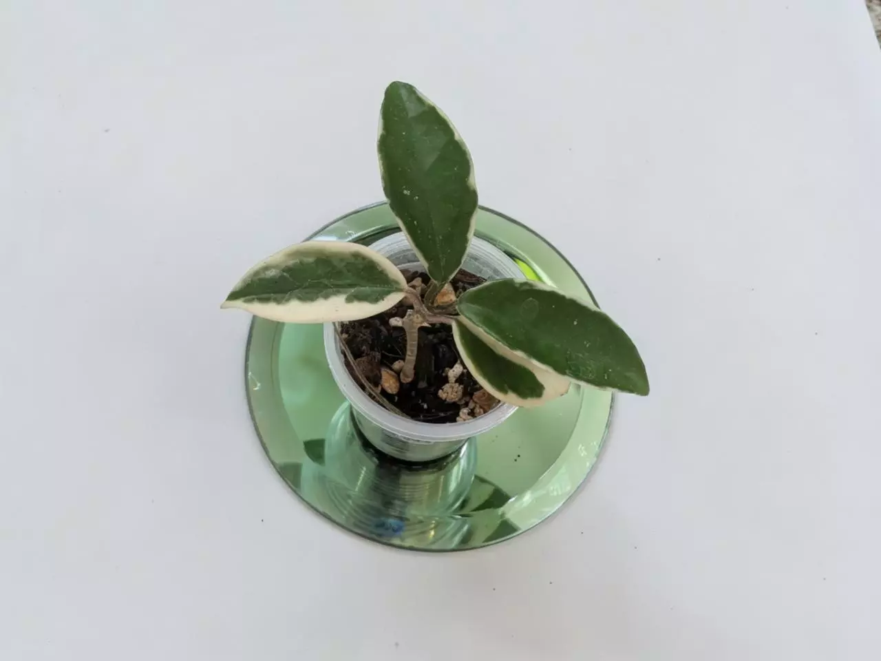 plant/Hoya Suzie Q #305-0