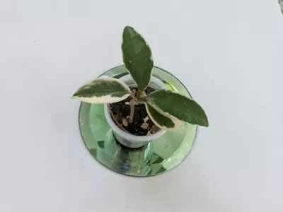 plant/Hoya Suzie Q #305-0-thumbnail