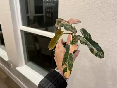 plant/Brown Beauty-0-thumbnail