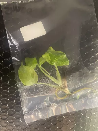 plant/Monstera Electrolyte tissue culture-1-thumbnail