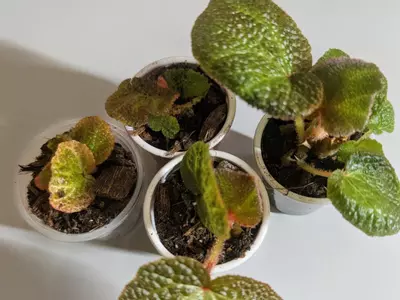 plant/Begonia Soli Mutata GC-0-thumbnail