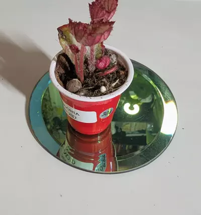 plant/Begonia NOID #304-2-thumbnail