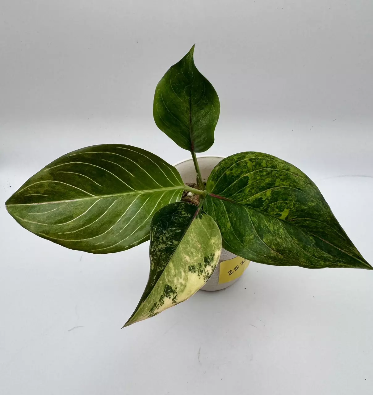 plant/Aglaonema Khanmak Variegated 0513-0