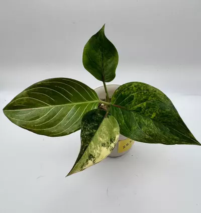 plant/Aglaonema Khanmak Variegated 0513-0-thumbnail