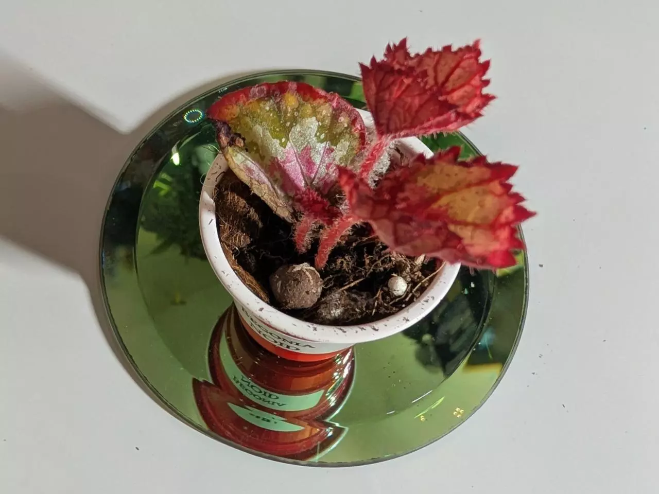 plant/Begonia NOID #304-0