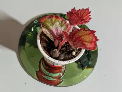 plant/Begonia NOID #304-0-thumbnail