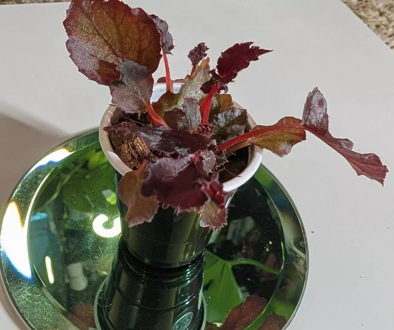 plant/Begonia Black Velvet starter #302-3