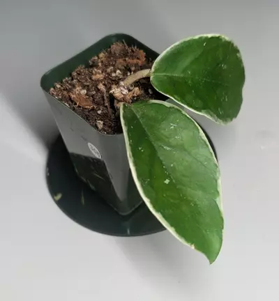 plant/Hoya Crimson Queen #306-3-thumbnail