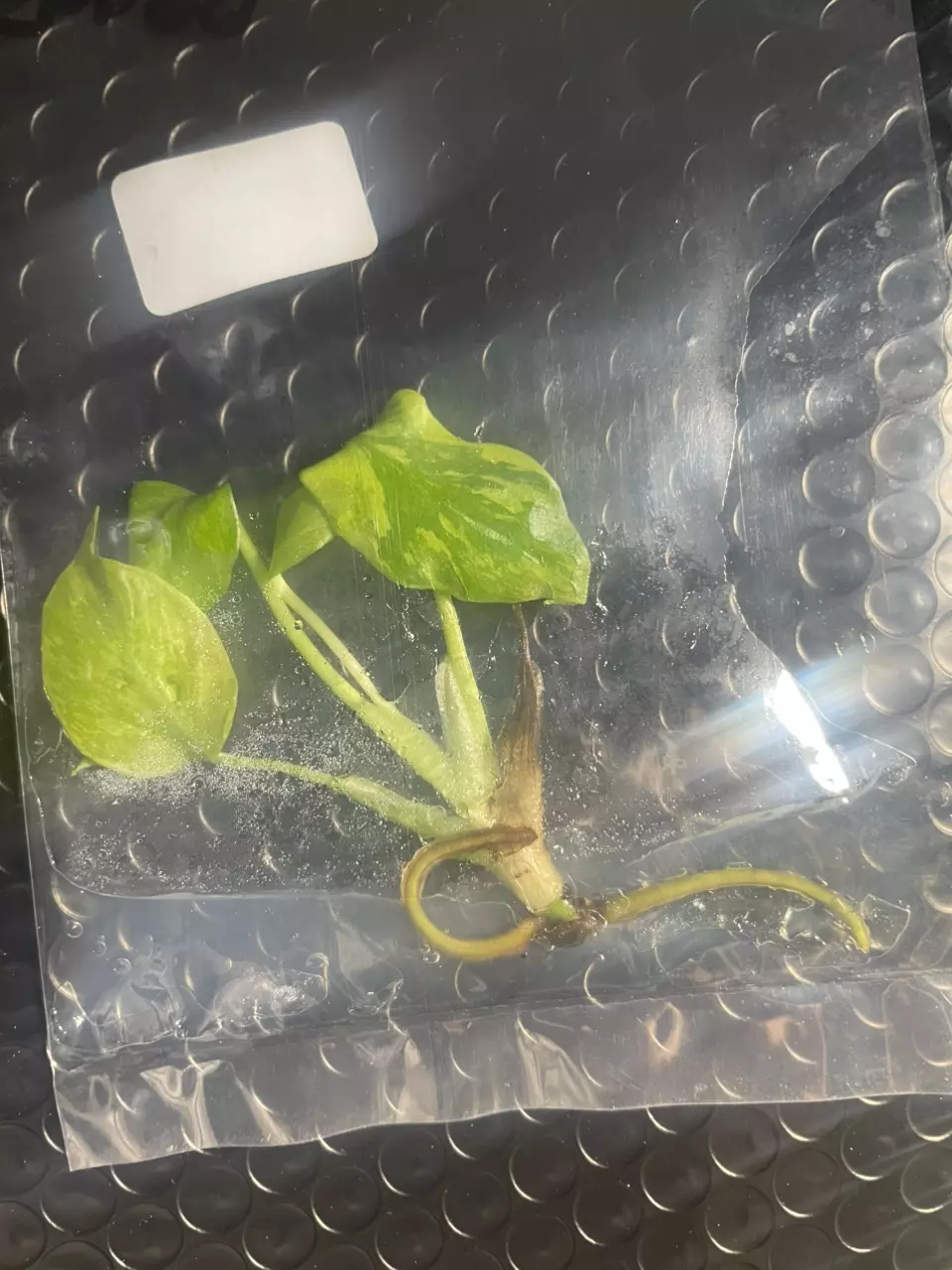 plant/Monstera Electrolyte tissue culture-0