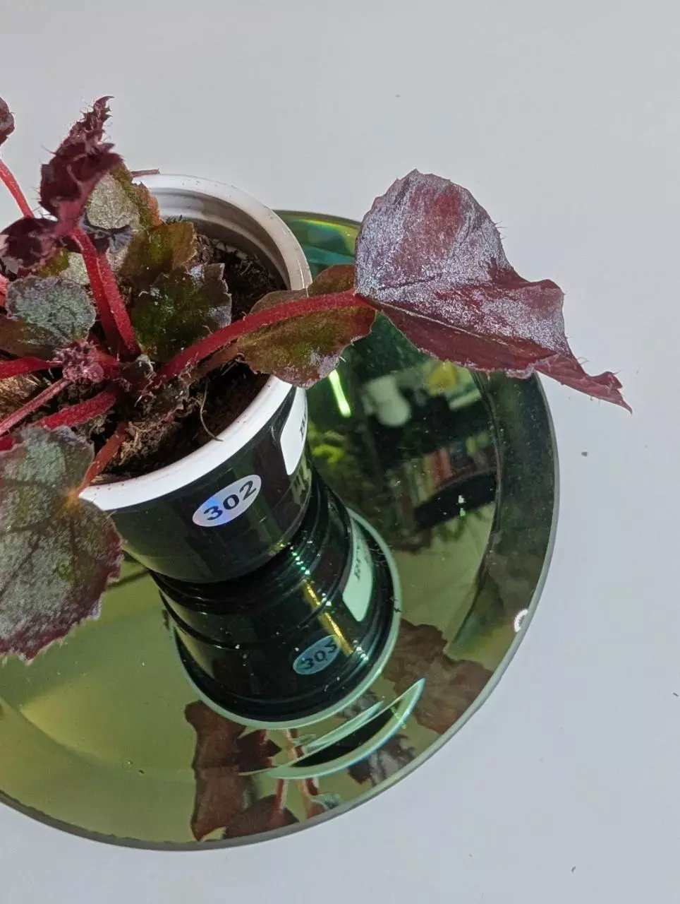 plant/Begonia Black Velvet starter #302-1