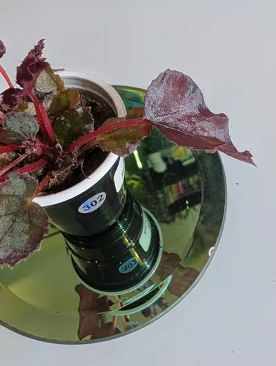plant/Begonia Black Velvet starter #302-1-thumbnail