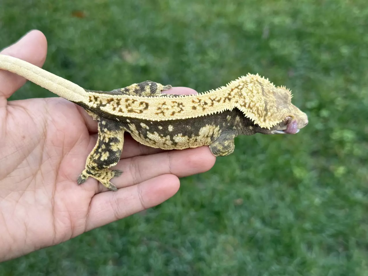 plant/Starmie - RTB F Blueish Base-0