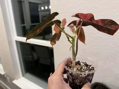 plant/Brown Beauty-5-thumbnail