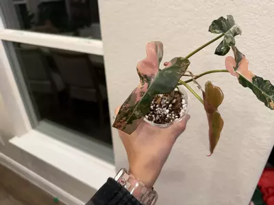 plant/Brown Beauty-4-thumbnail