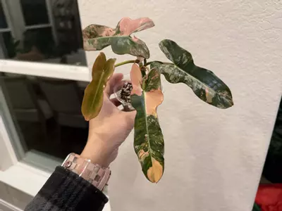 plant/Brown Beauty-2-thumbnail