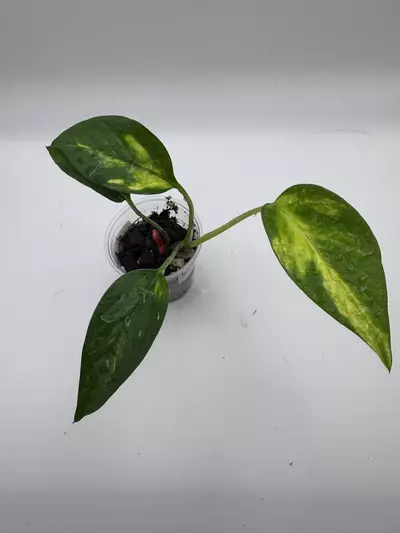 plant/Epipremnum Aureum RESORT pothos 0514-0-thumbnail