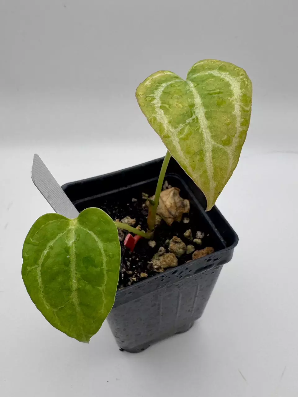 plant/Anthurium Red Crystal x Ace Velvet F2 0512-0