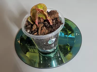plant/Begonia Soli Mutata GC-4-thumbnail