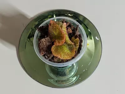 plant/Begonia Soli Mutata GC-5-thumbnail