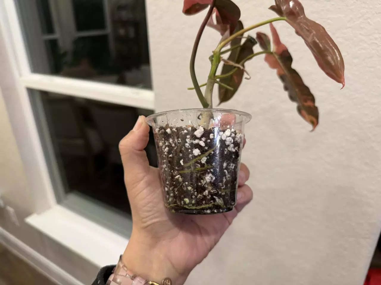 plant/Brown Beauty-1