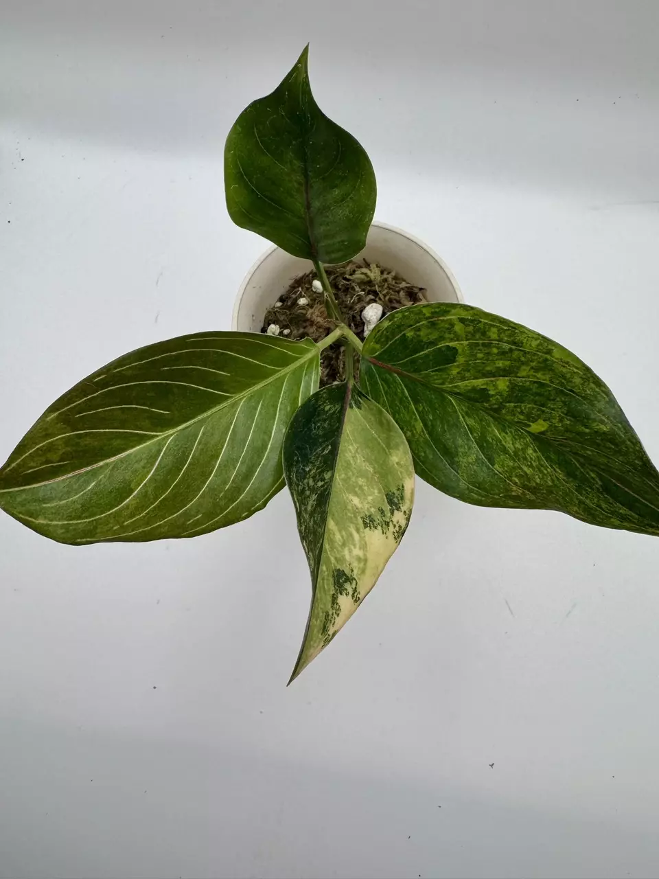 plant/Aglaonema Khanmak Variegated 0513-1