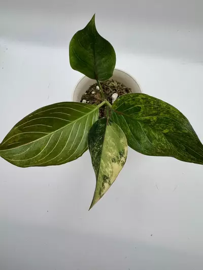 plant/Aglaonema Khanmak Variegated 0513-1-thumbnail