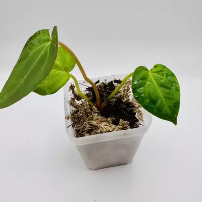 plant/Lola’s Pap x Michelle 0510-1-thumbnail