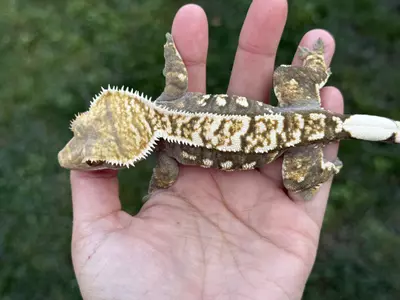 plant/Skedaddle - RTB F B&W-ish-0-thumbnail