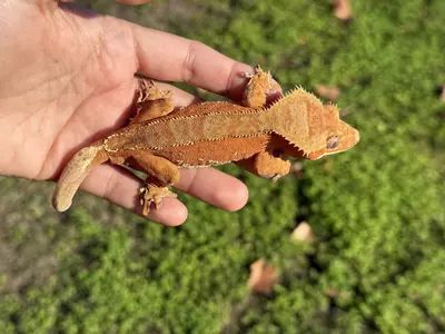 plant/Baka - Juvie M Red Phantom-2-thumbnail