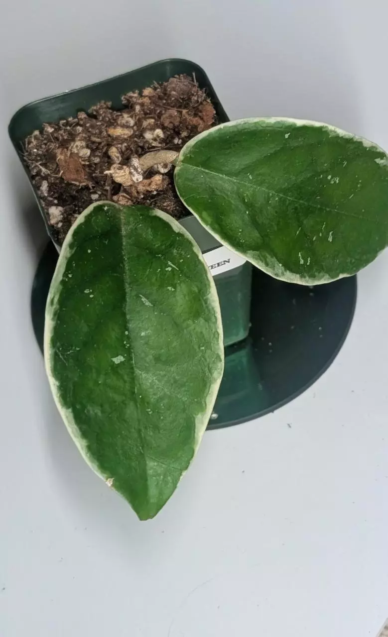 plant/Hoya Crimson Queen #306-0