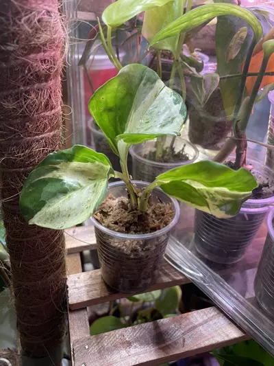plant/Epipremnum Aureum Manjula-0-thumbnail