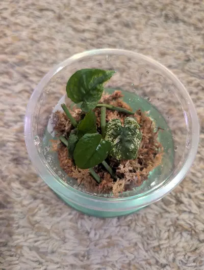 plant/Epipremnum Cebu Blue Ghost Cuttings-0-thumbnail