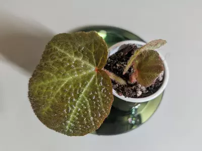 plant/Begonia Soli Mutata GC-2-thumbnail