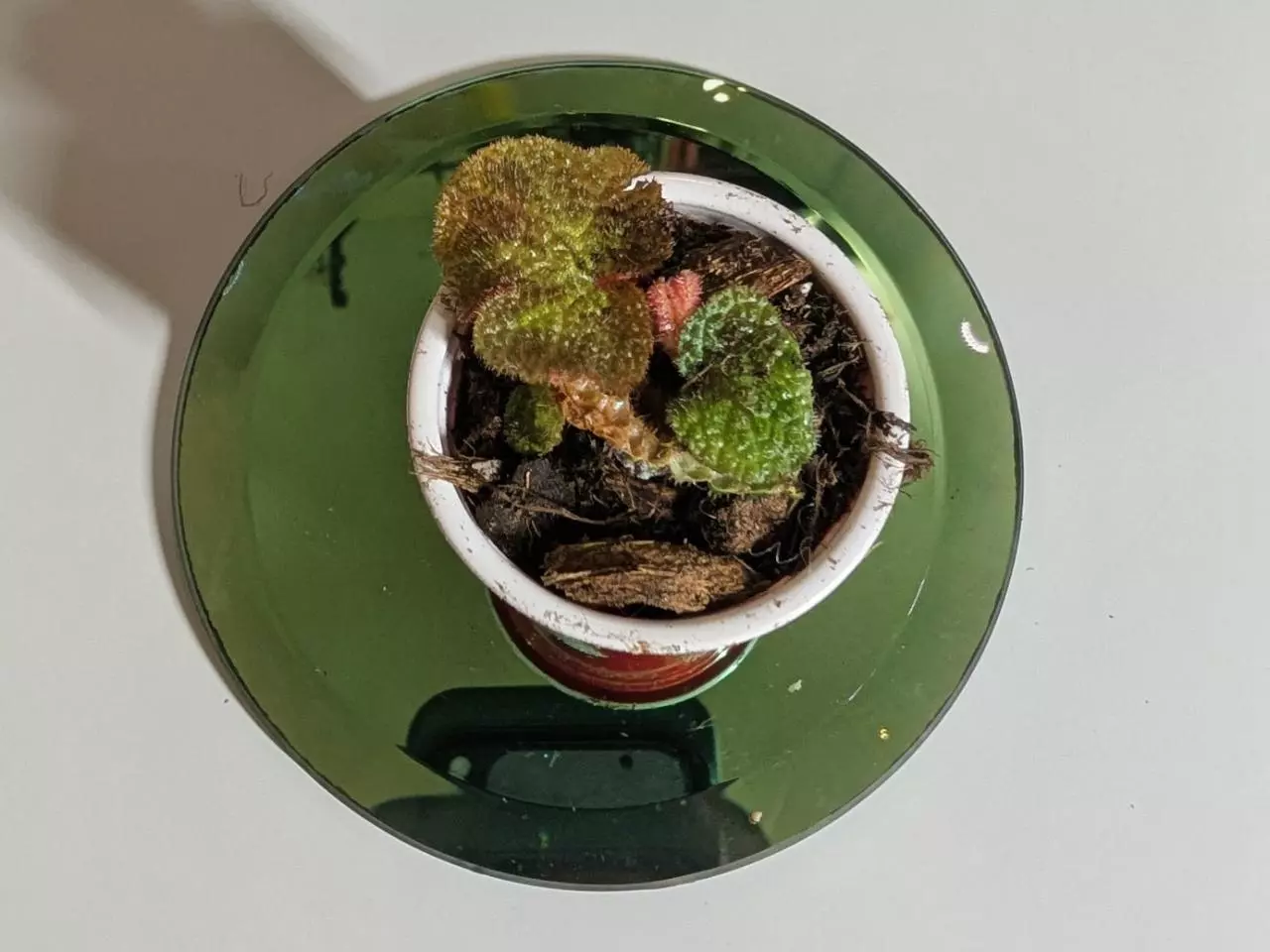 plant/Begonia Soli Mutata GC-7