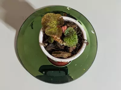 plant/Begonia Soli Mutata GC-7-thumbnail