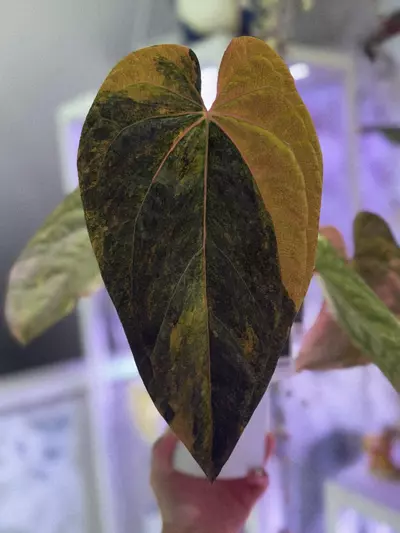 plant/Variegated AOS self-0-thumbnail