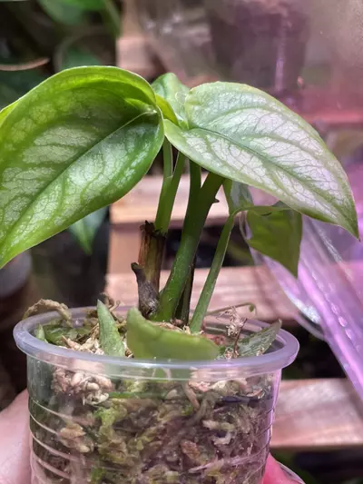 plant/3 plants ~ El Salvador & Adansonaii Monstera & String of Spades-3-thumbnail