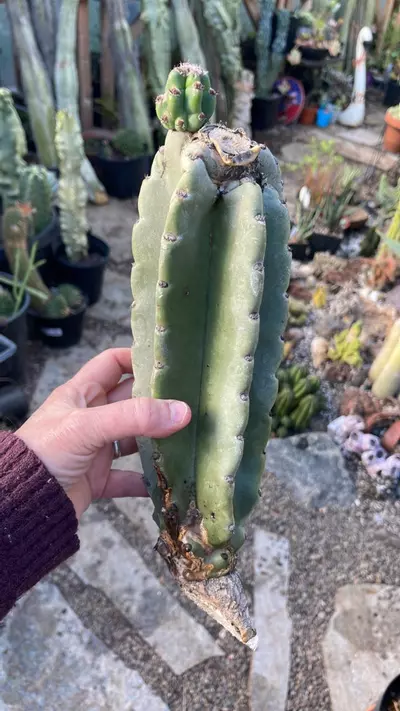 plant/Peruvian Apple mama cutting 12”-0-thumbnail