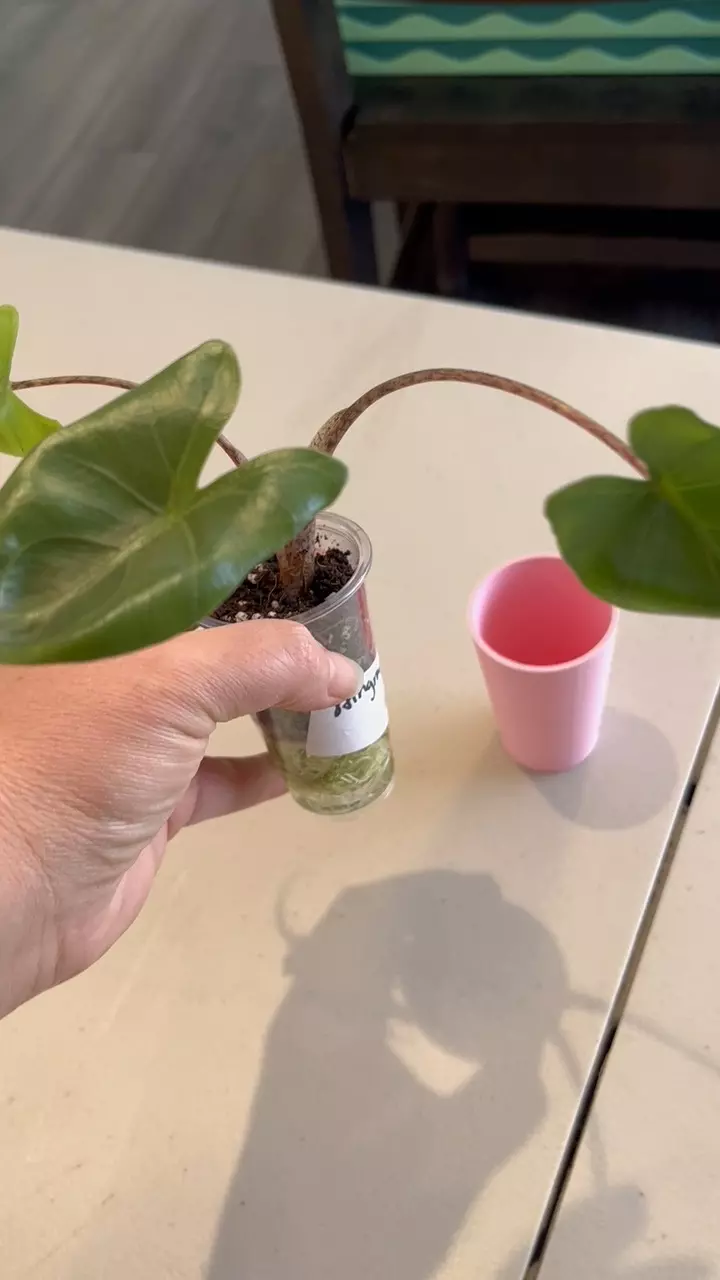 plant/3D cover cups for 3 oz desert cups-1