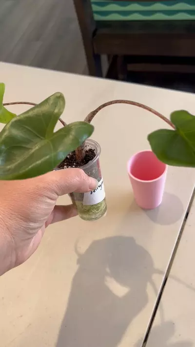 plant/3D cover cups for 3 oz desert cups-1-thumbnail