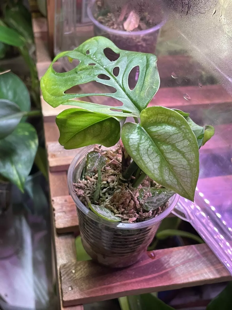 plant/3 plants ~ El Salvador & Adansonaii Monstera & String of Spades-0