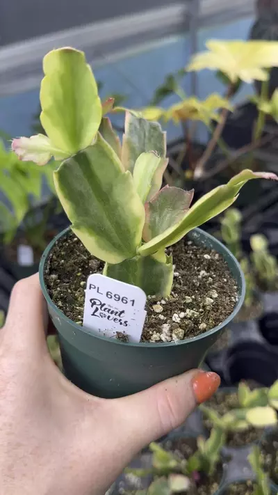 plant/PL6961: Variegated Thanksgiving Cactus-0-thumbnail