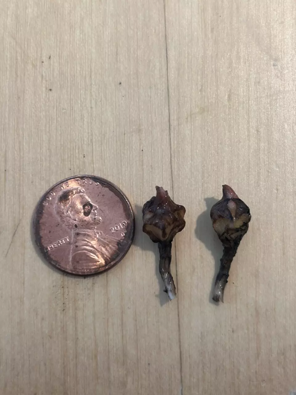 plant/Pink alocasia sanderiana Nobilis K CORM-1