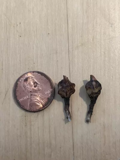 plant/Pink alocasia sanderiana Nobilis K CORM-1-thumbnail