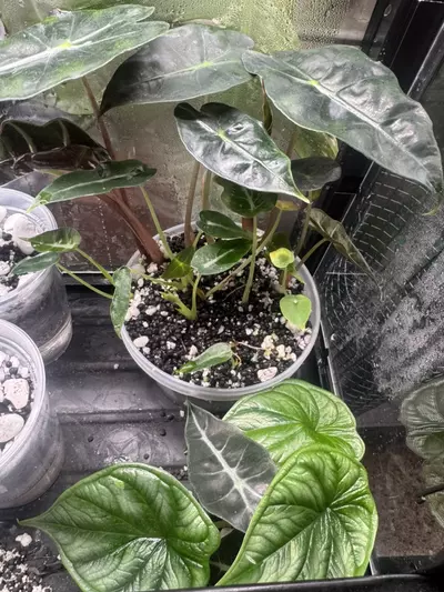 plant/Random Non Variegated Alocasia Pup-0-thumbnail