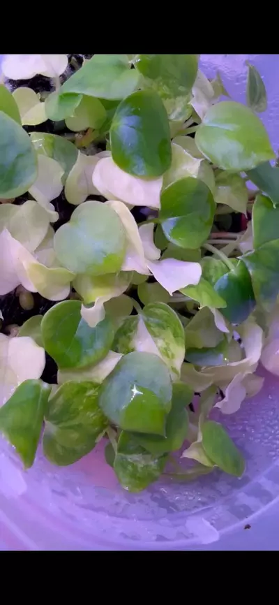 plant/Variegated AOS self-4-thumbnail