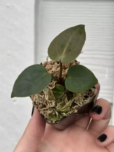 plant/Doc Block Noid-0-thumbnail