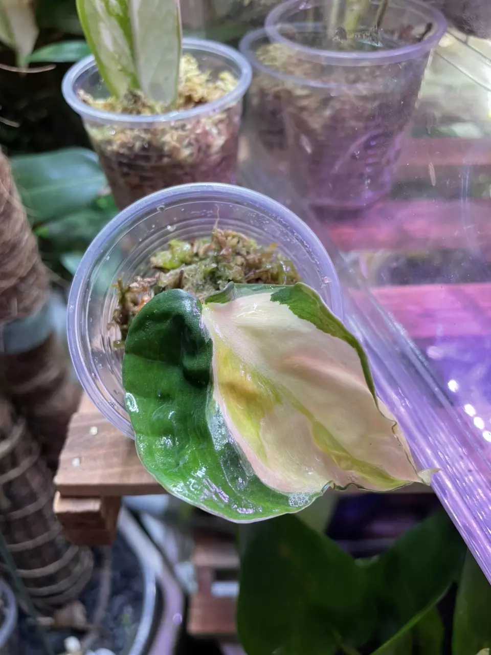 plant/Gabby Philodendron *high color*-0